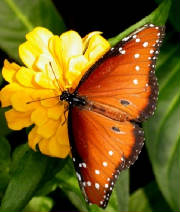 butterflywatching.jpg
