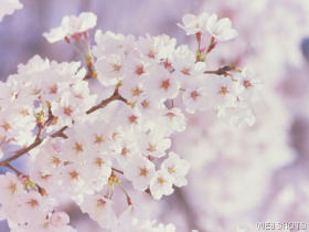 cherryblossoms.jpg