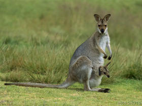 wallabywithbaby.jpg